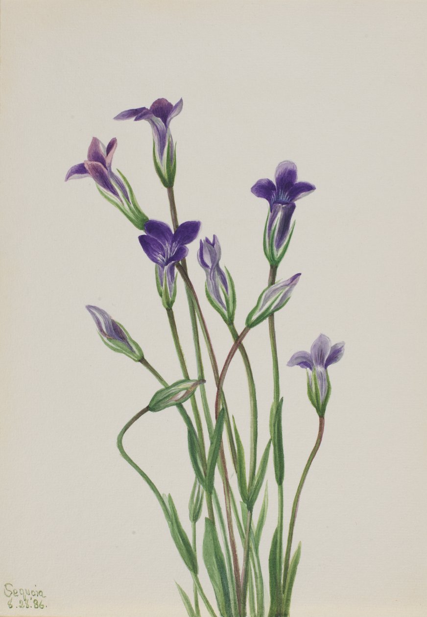 Ensian Gentiana holopetala, 1936. af Mary Vaux Walcott