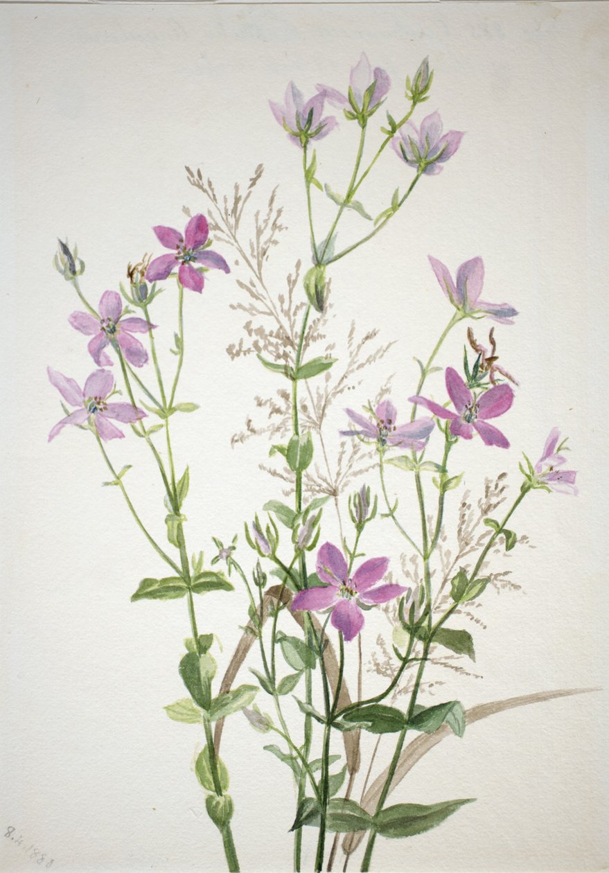 Ensianacease sabbalia angularis af Mary Vaux Walcott