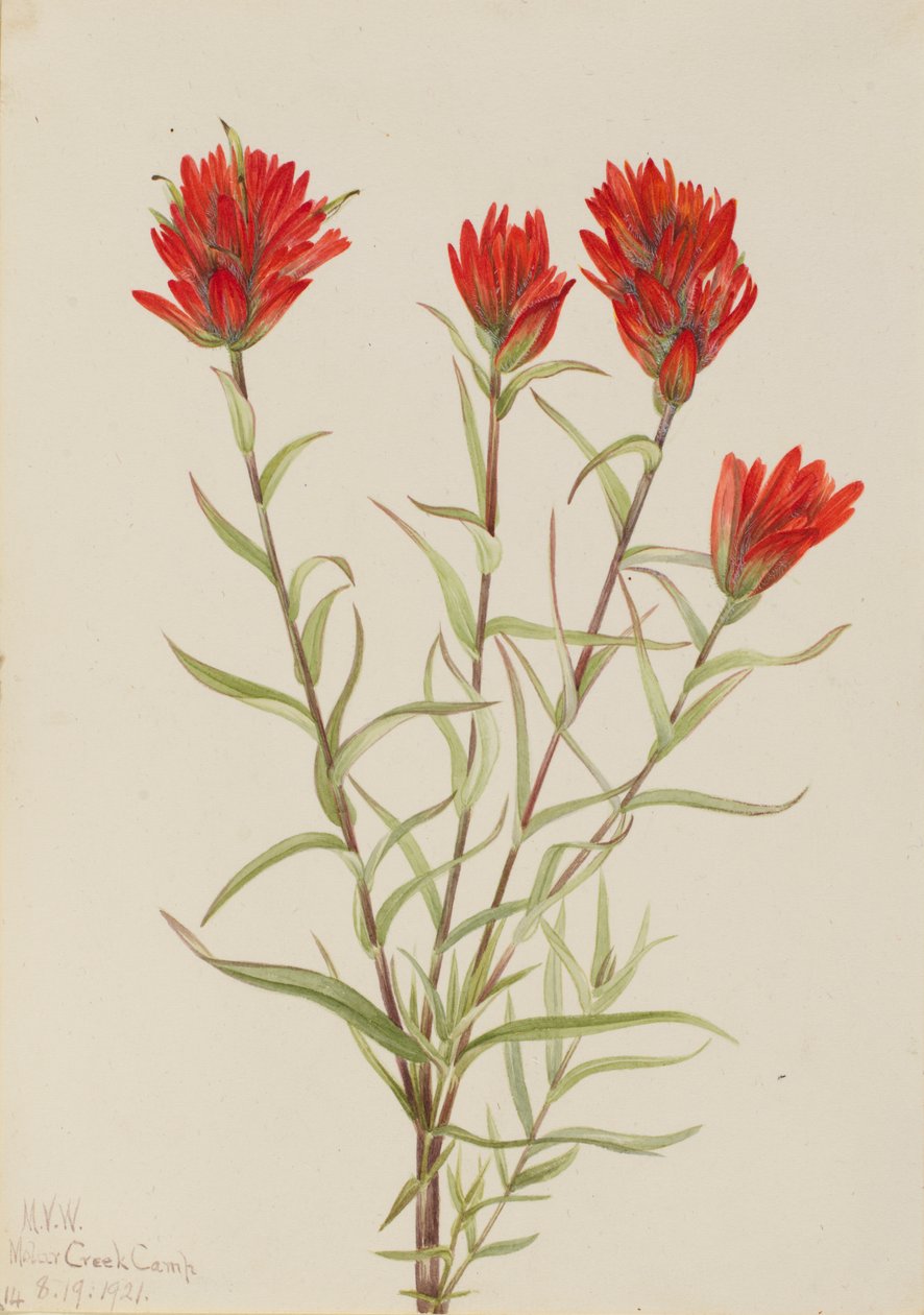 Kæmpe rød pensel Castilleja miniata, 1921. af Mary Vaux Walcott