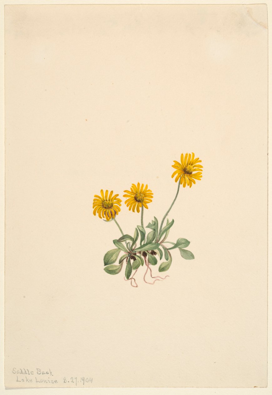 Gyldenris (Erigeron aureus) af Mary Vaux Walcott
