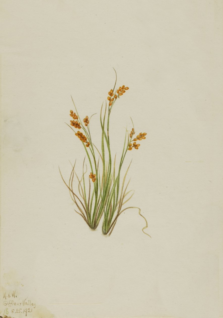 Golden Sedge Carex aurea, 1921. af Mary Vaux Walcott