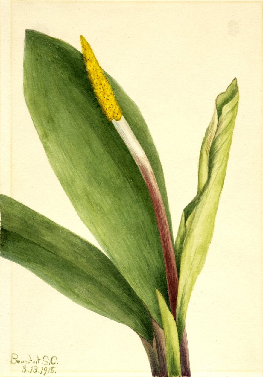 Guldklump (Orontium aquaticum) af Mary Vaux Walcott
