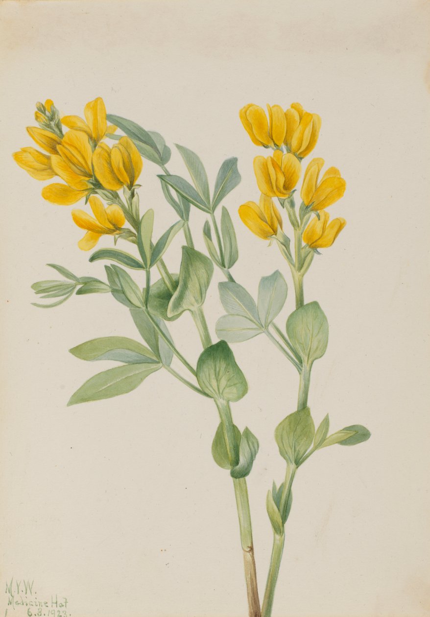 Goldenpea Thermopsis rhombifolia, 1923. af Mary Vaux Walcott