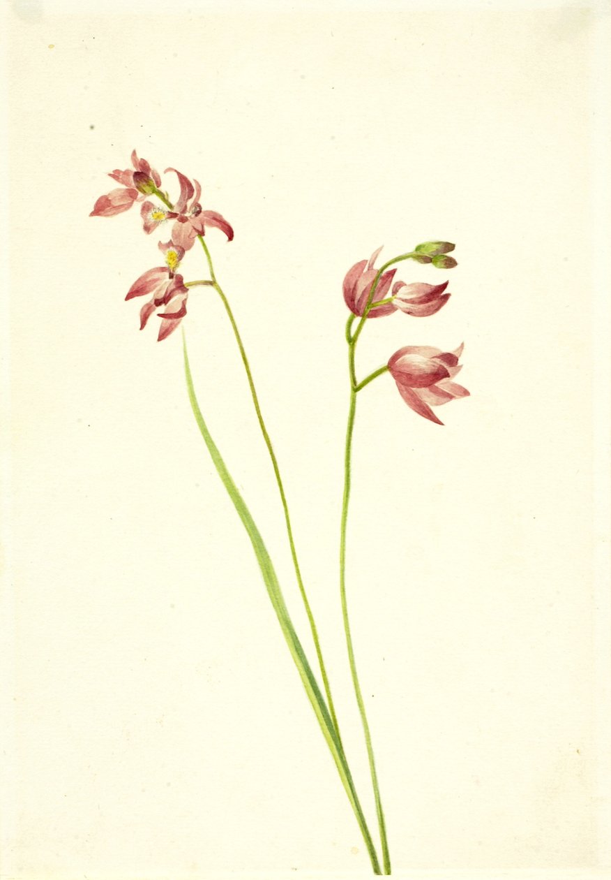 Græspink orkidé Limodorum tuberosum, n.d. af Mary Vaux Walcott