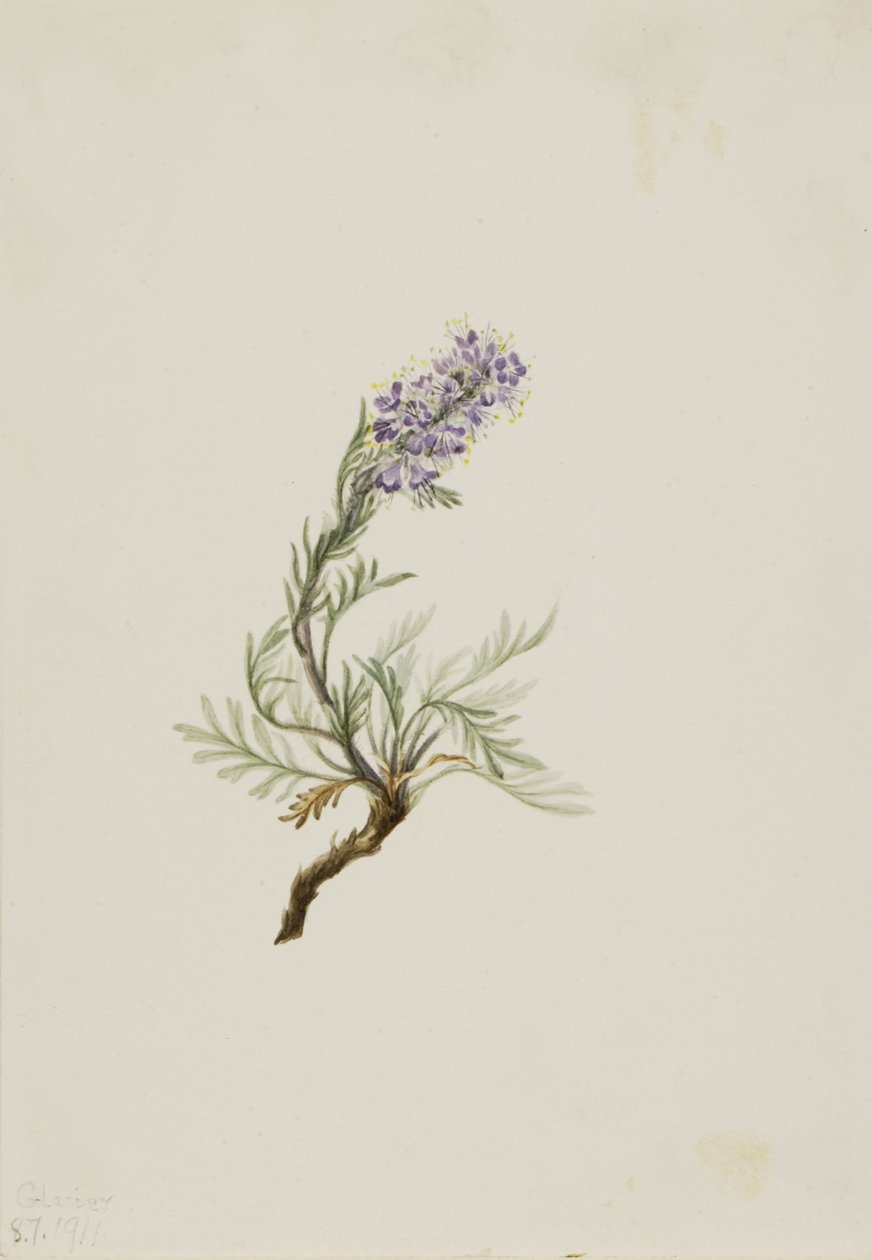 Grå Phacelia Phacelia sericea, 1911. af Mary Vaux Walcott