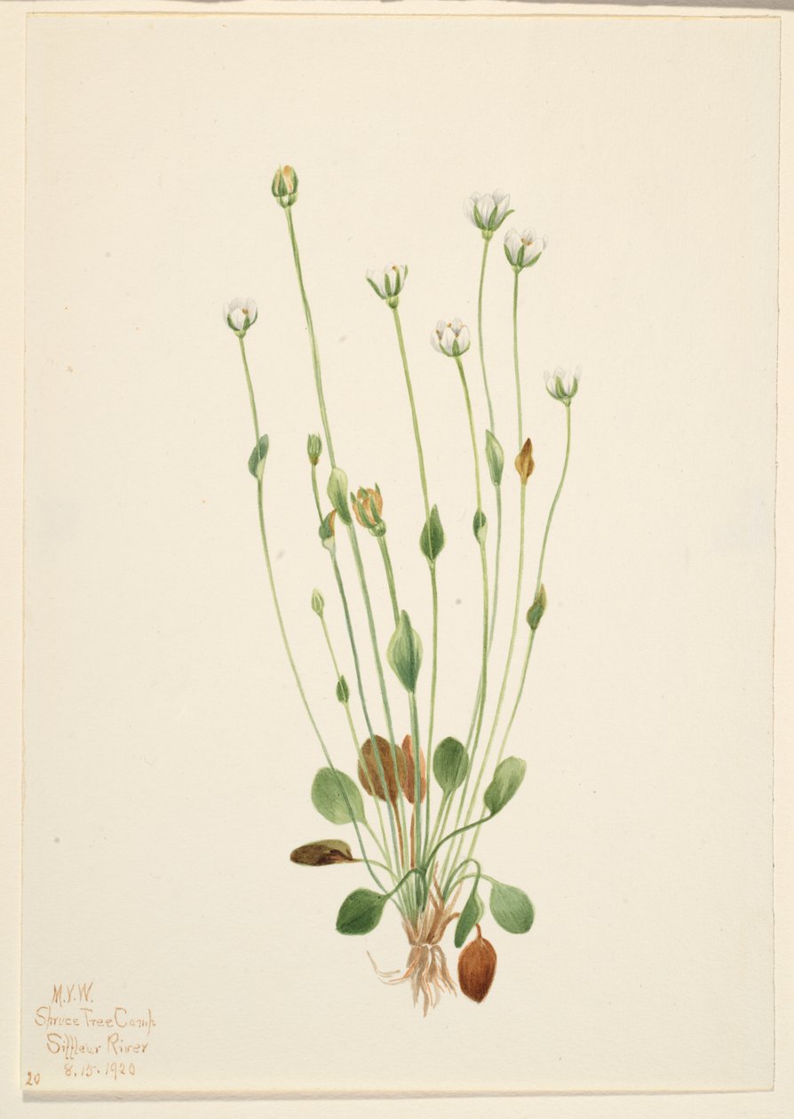 Gråbynke (Senecio canus) af Mary Vaux Walcott