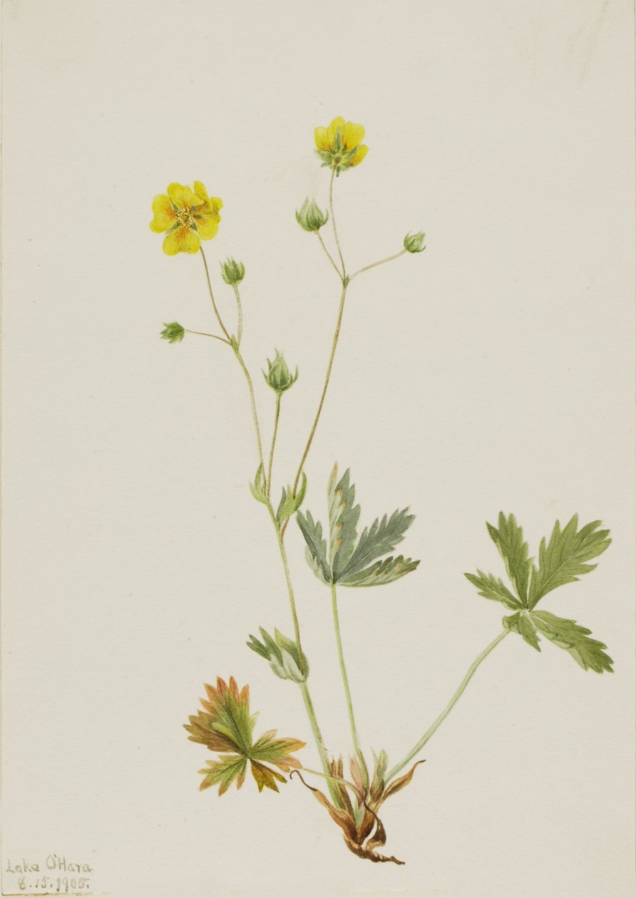 Grayleaf Fivefinger (Potentilla glaucophylla) af Mary Vaux Walcott