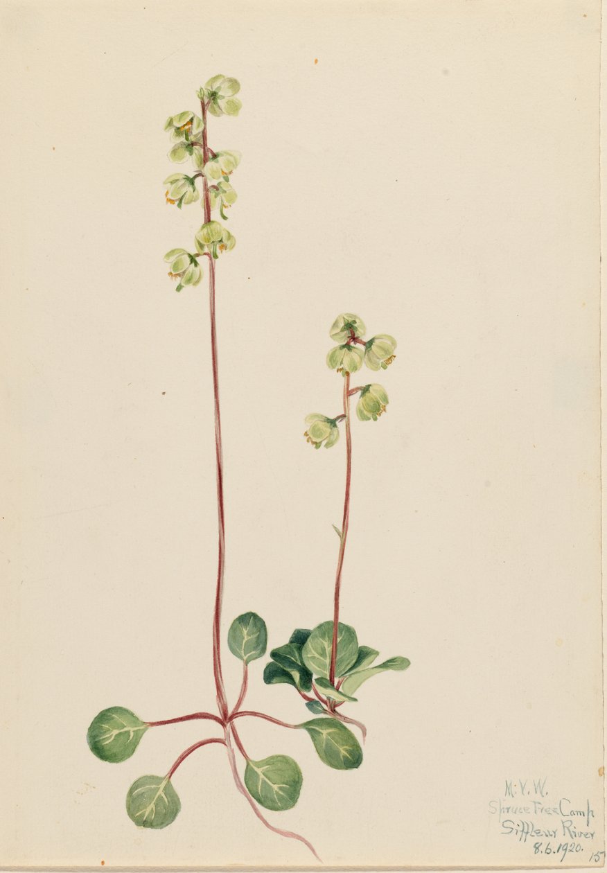 Grøn pyrola (Pyrola chlorantha) af Mary Vaux Walcott