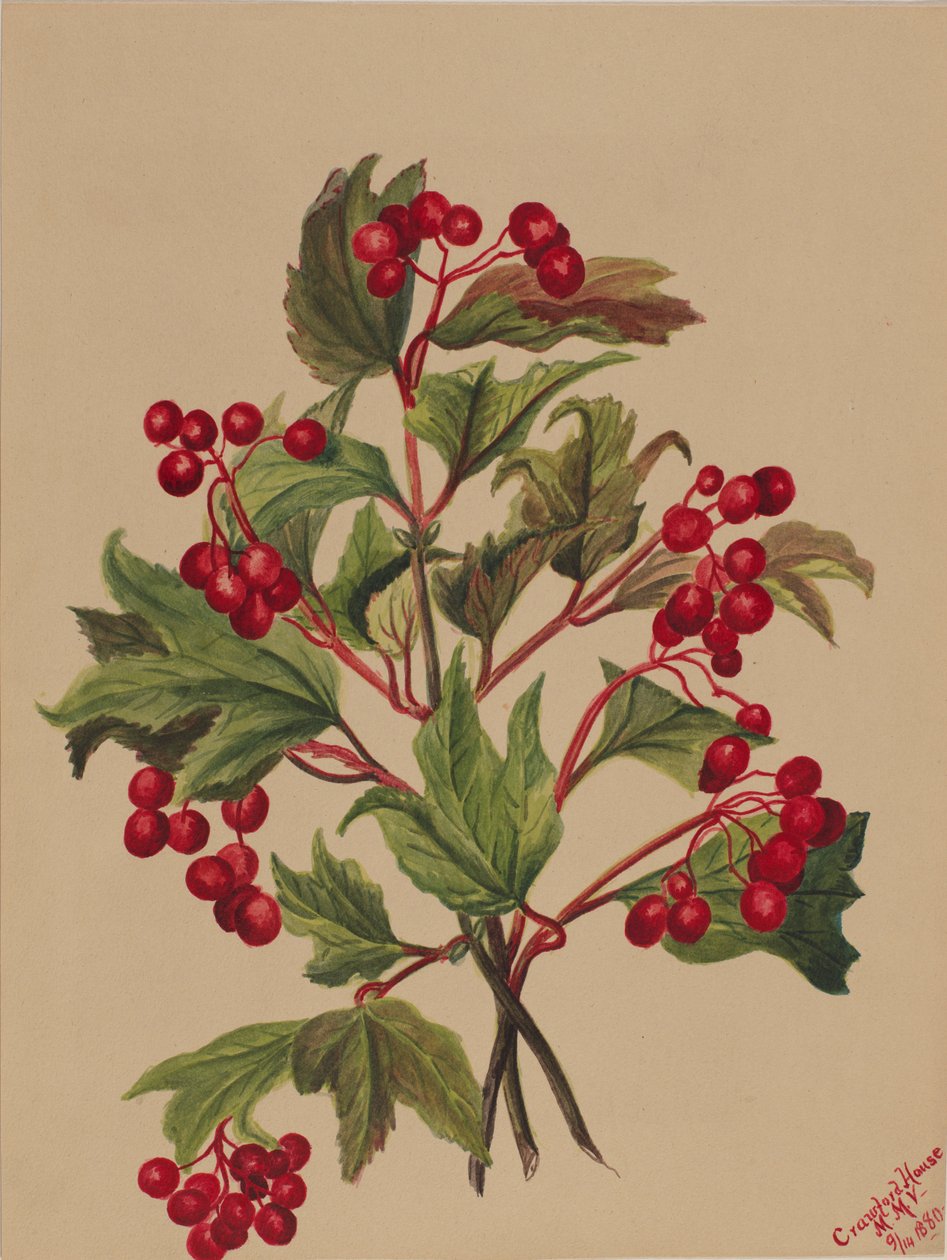 Rypebær Viburnum americanum, 1880. af Mary Vaux Walcott