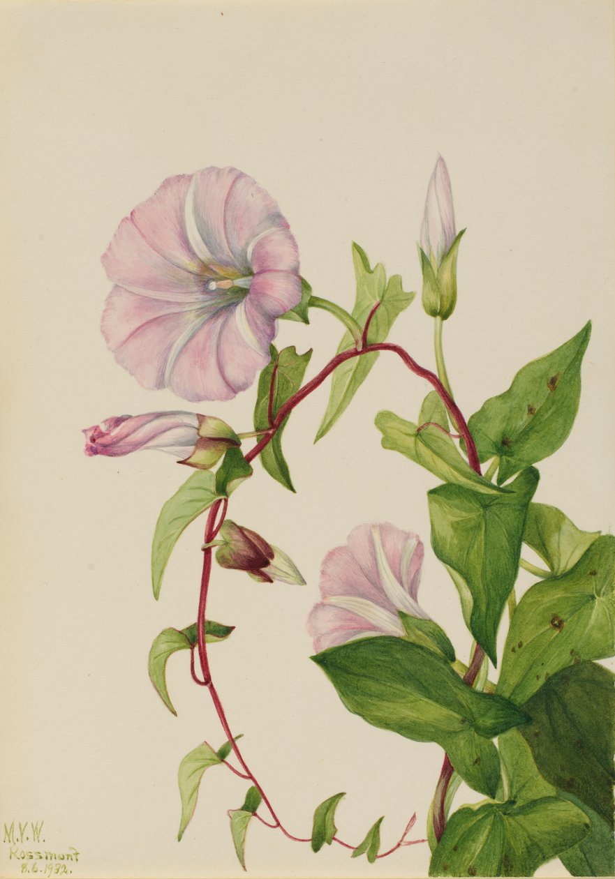 Hedelyng (Calystegia (Convolvulus) sepium) af Mary Vaux Walcott