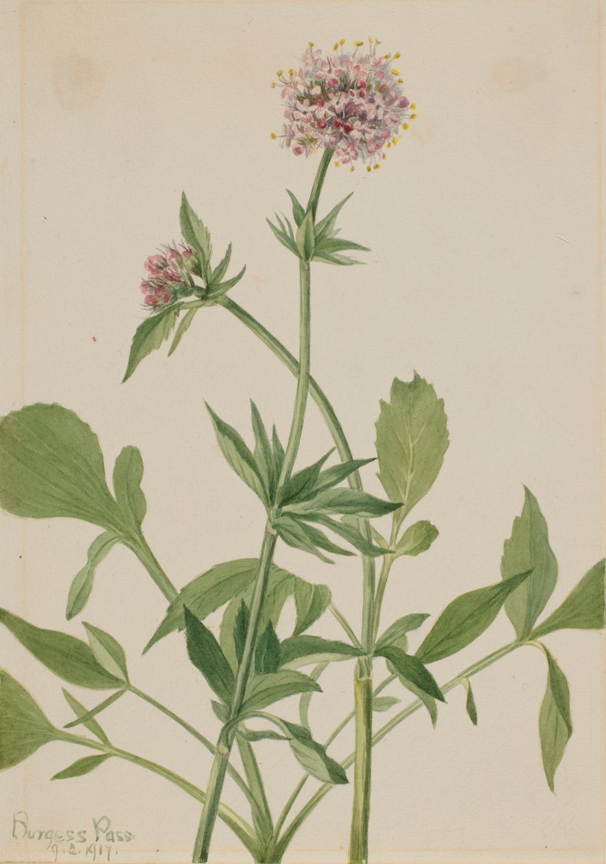 Heliotrope baldrian (Valeriana sitchensis) af Mary Vaux Walcott