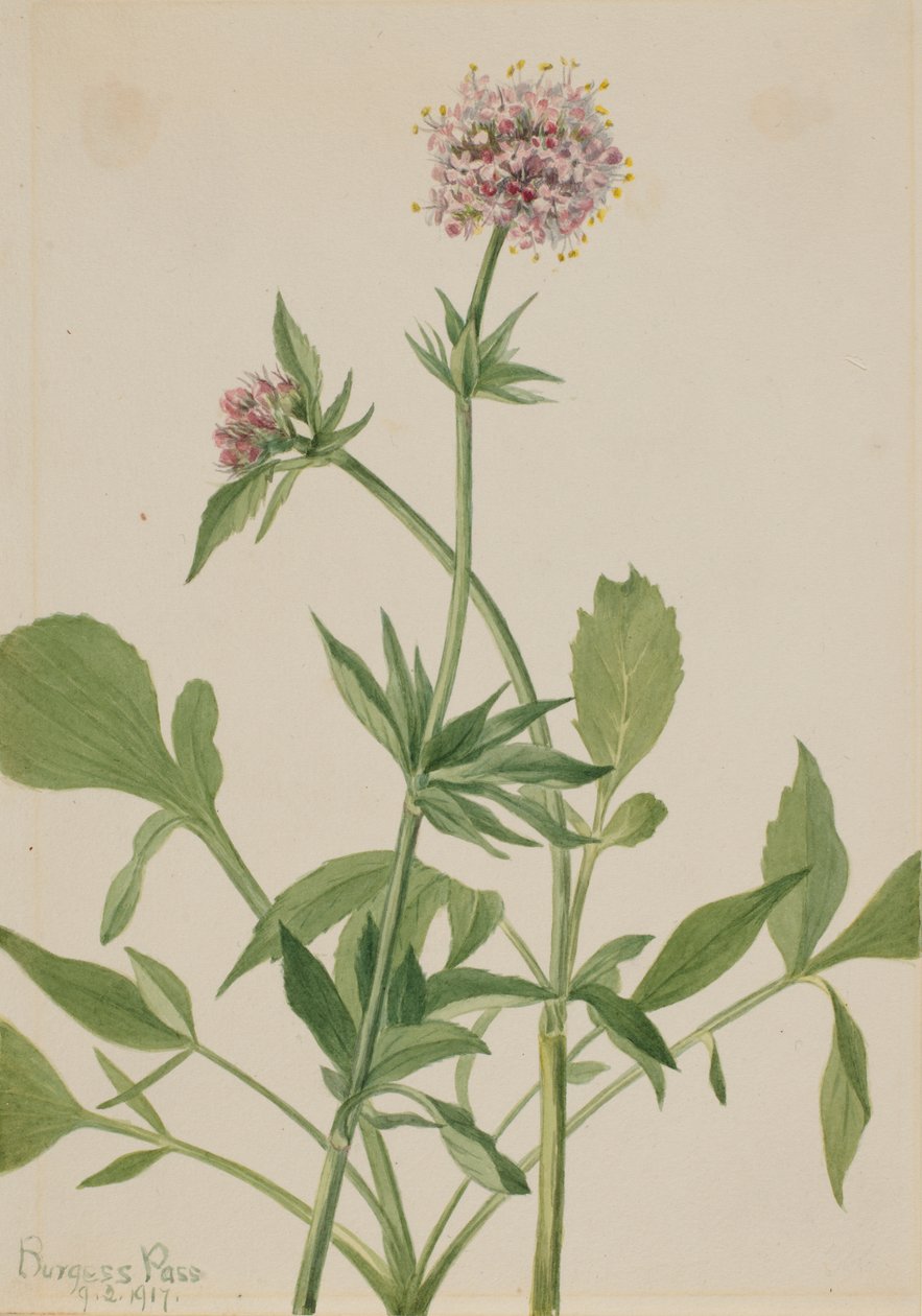 Heliotrop Valerian Valeriana sitchensis, 1917. af Mary Vaux Walcott