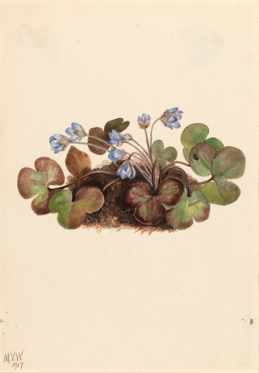 Hepatica (Hepatica americana) af Mary Vaux Walcott
