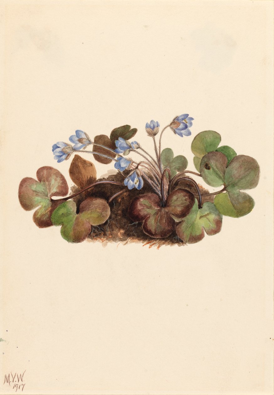 Amerikansk leverurt, 1917. af Mary Vaux Walcott