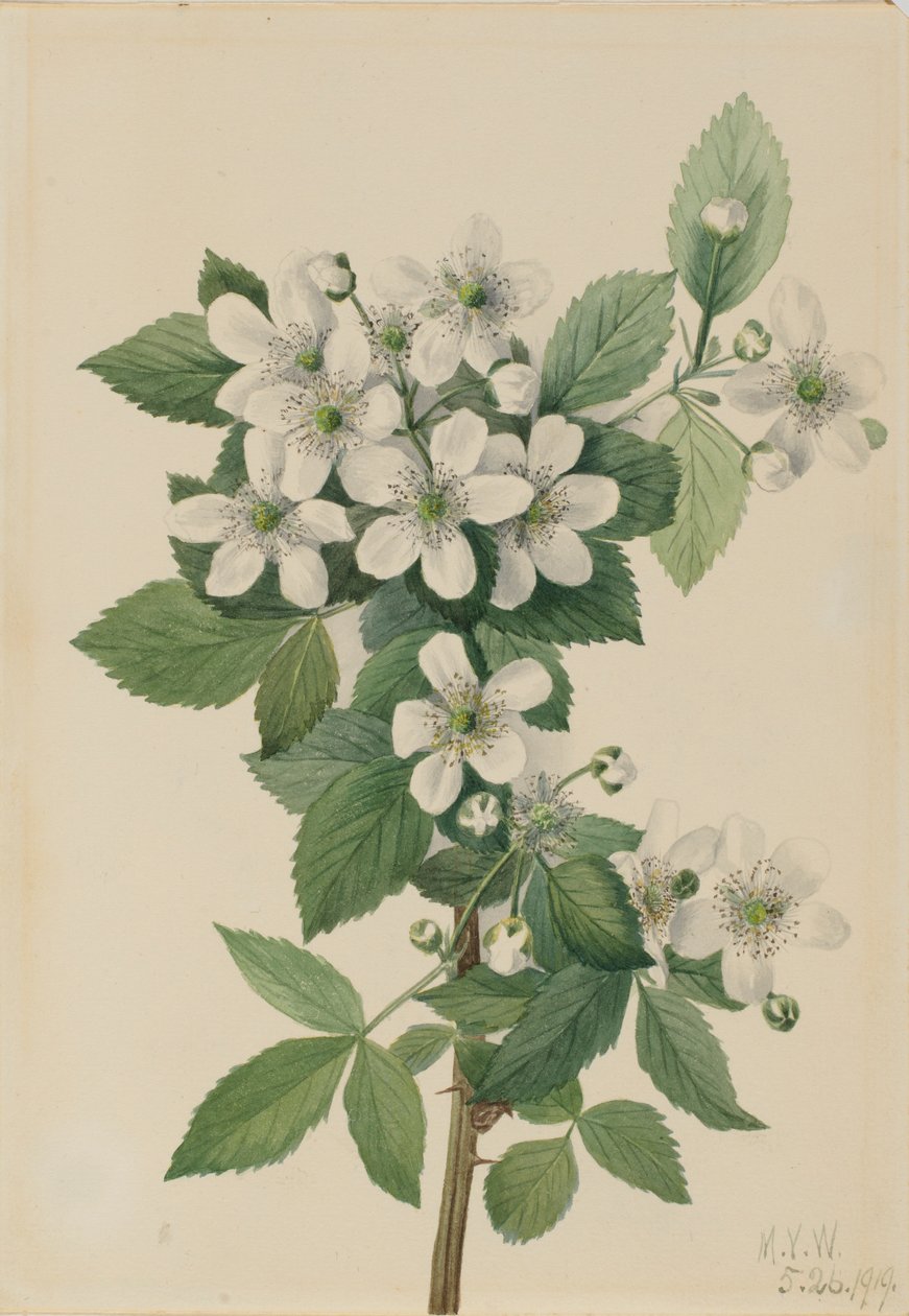 Brombær med høj busk (Rubus argutus) af Mary Vaux Walcott