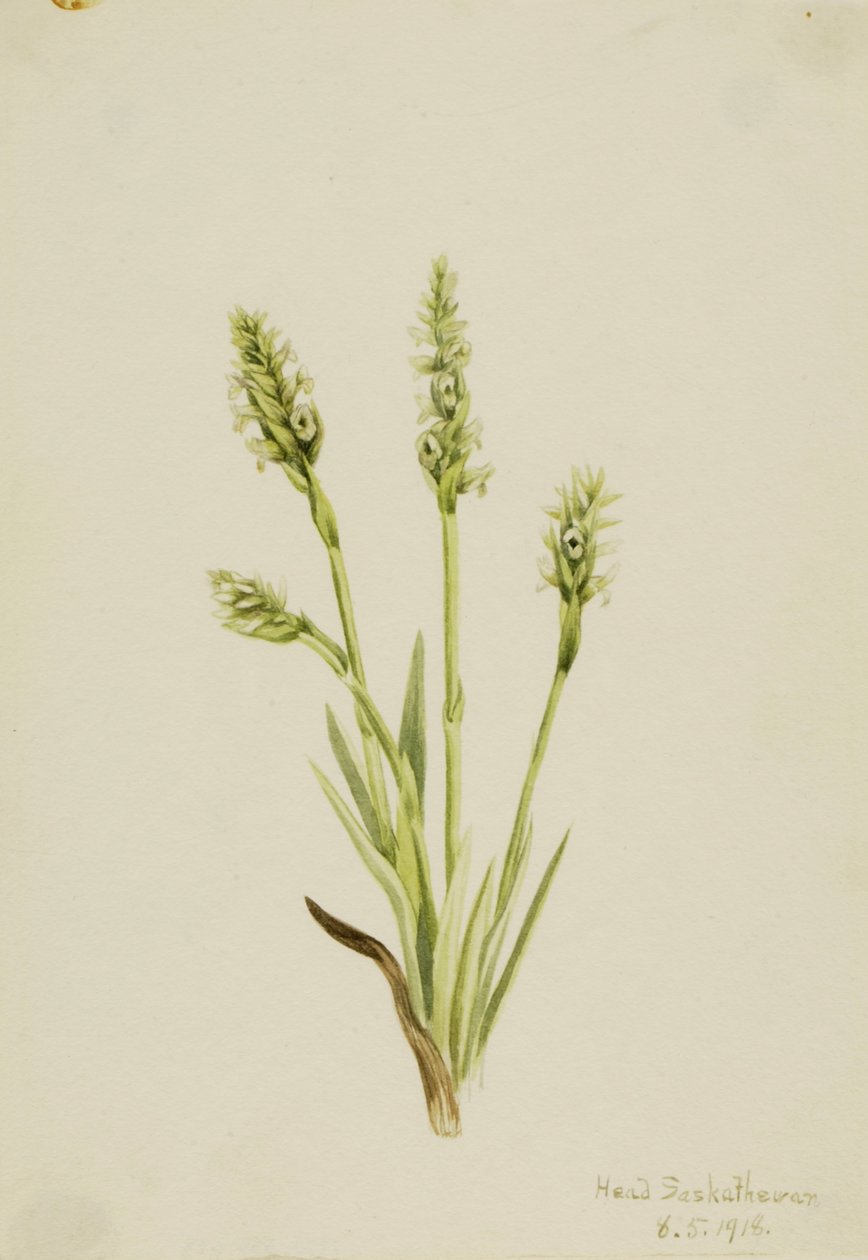 Dame-trøjer med hætte Ibidium strictum, 1918. af Mary Vaux Walcott