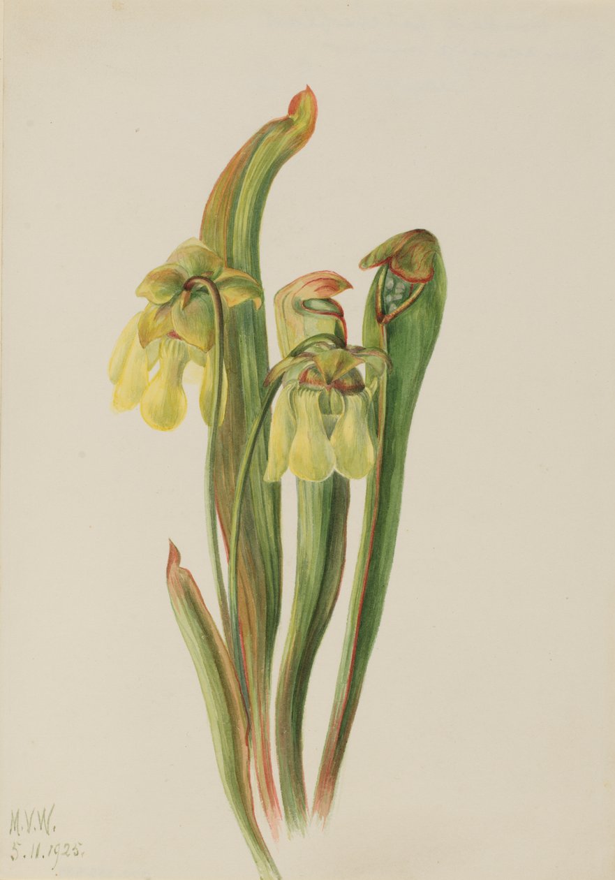 Hættekande Sarracenia minor, 1925. af Mary Vaux Walcott