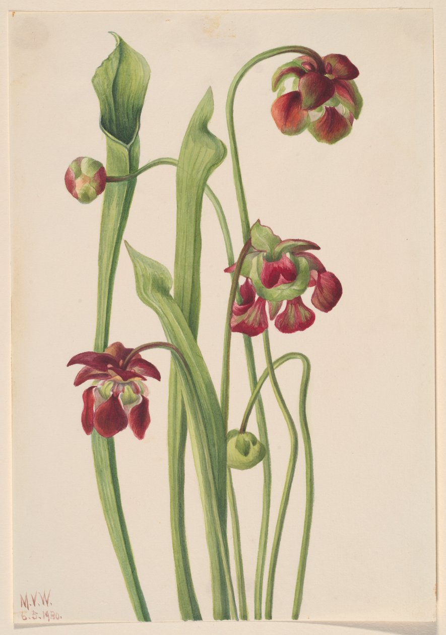 Hybrid Pitcherplant, 1930. af Mary Vaux Walcott
