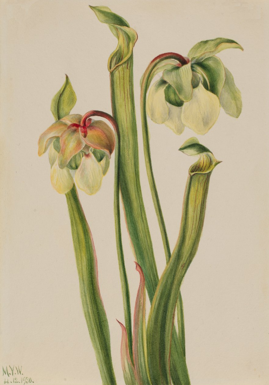 Hybrid Pitcherplant Sarracenia minor, 1930. af Mary Vaux Walcott