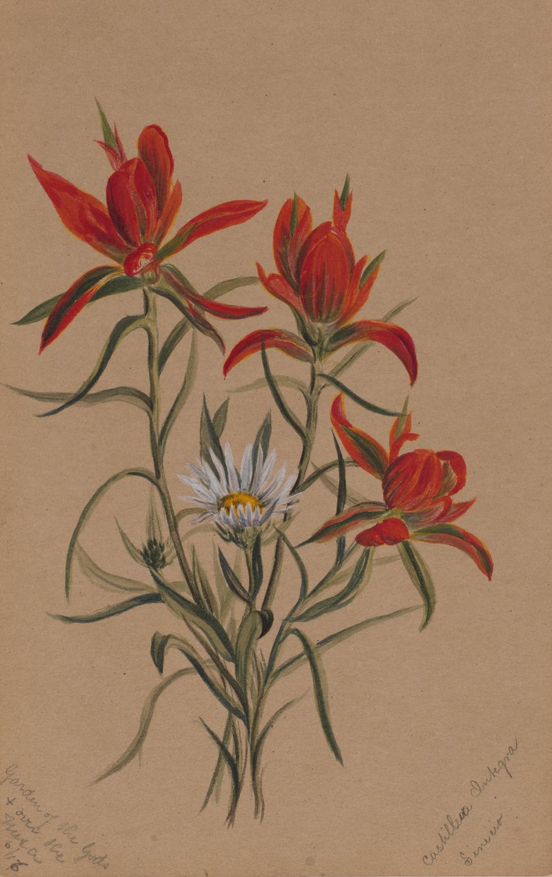 Indisk pensel Castilleja rhexifolia, 1883. af Mary Vaux Walcott
