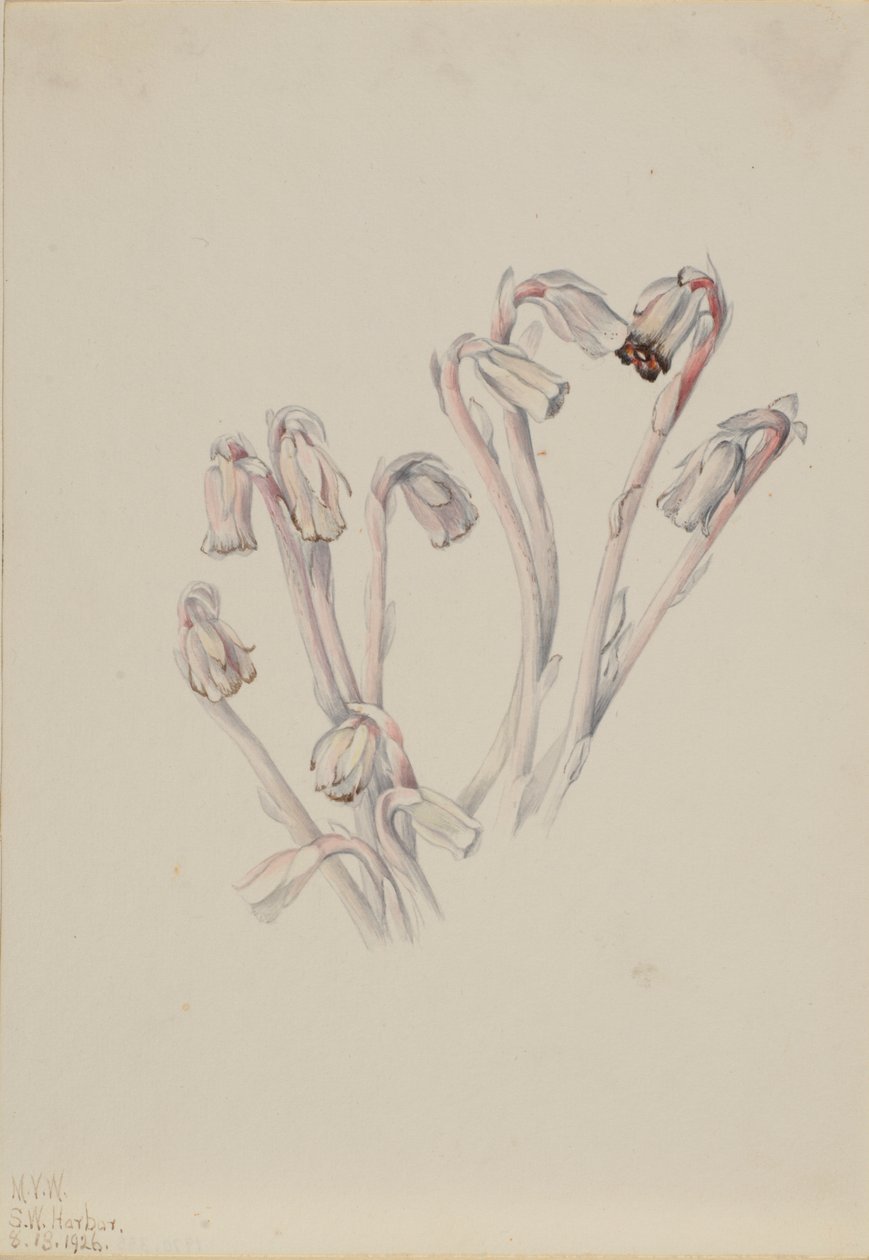 Indisk pibe (Monotropa uniflora) af Mary Vaux Walcott