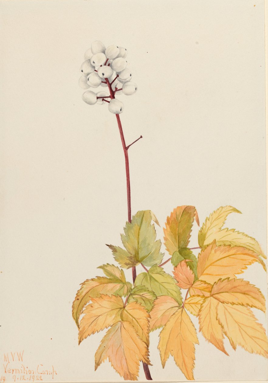 Elfenbensbær (Actaea arguta) af Mary Vaux Walcott