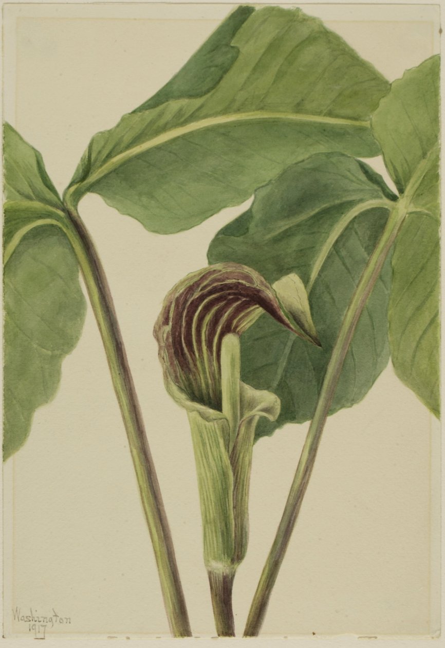 Knold-i-busken (Arisaema triphyllum) af Mary Vaux Walcott