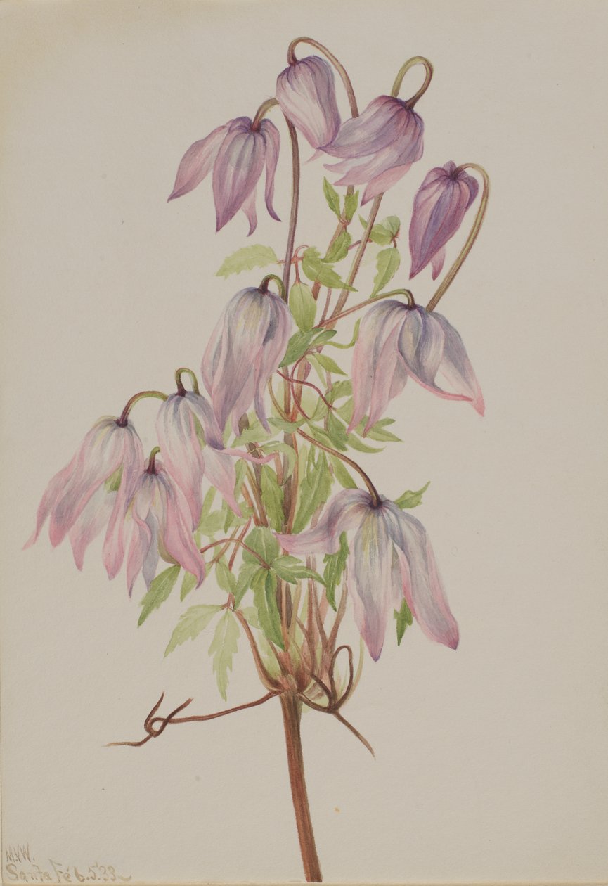 Jicarilla Clematis pseudoalpina, 1933. af Mary Vaux Walcott