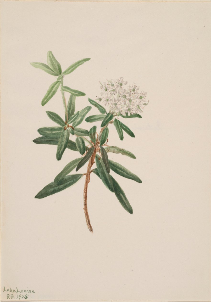 Labrador-te (Ledum groenlandicum) af Mary Vaux Walcott
