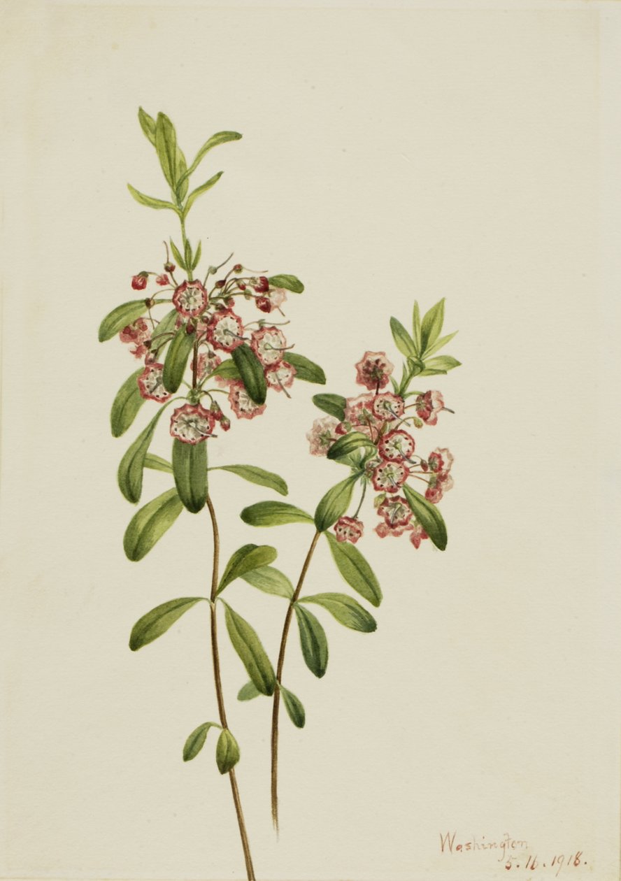 Lambkill Kalmia angustifolia, 1918. af Mary Vaux Walcott