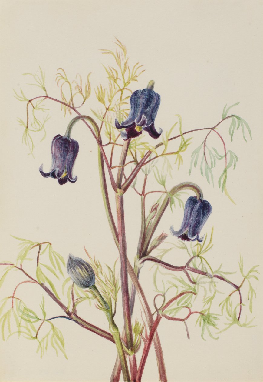 Læderblomst (Clematis hirsutissima) af Mary Vaux Walcott