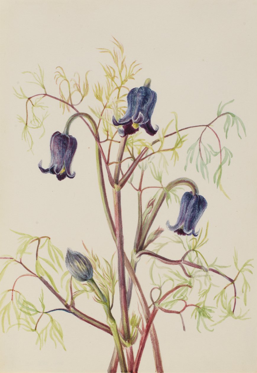 Læderblomst Clematis hirsutissima, ca. 1930