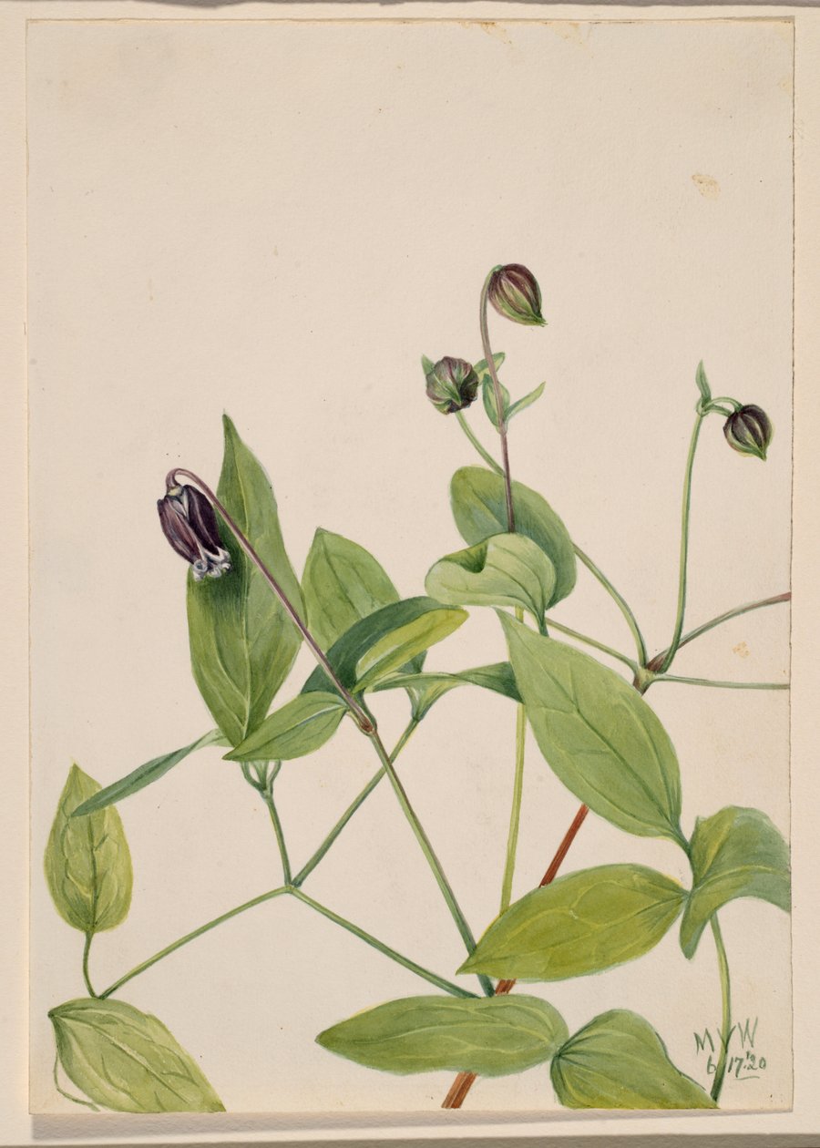 Læderblomst Clematis viorna, 1920. af Mary Vaux Walcott