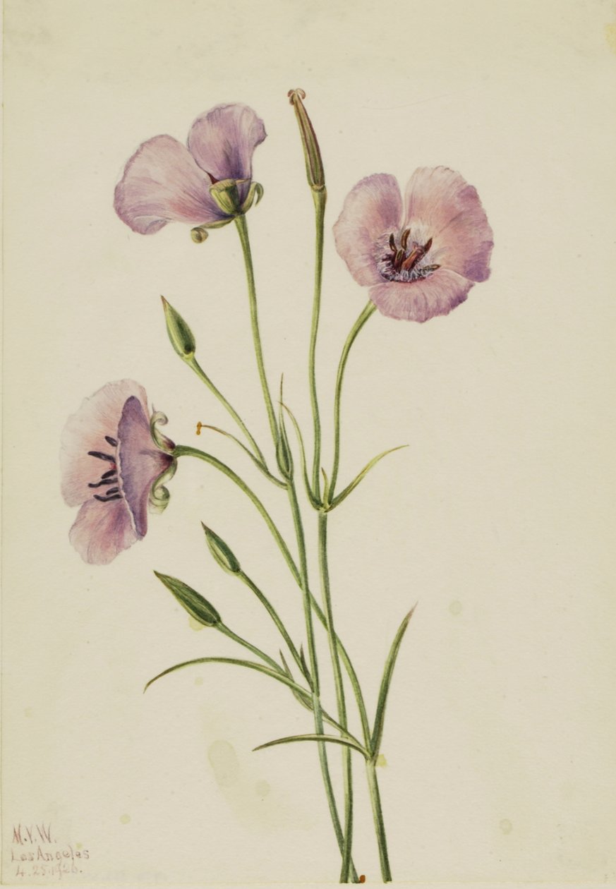 Syren sommerfugl Calochortus splendens, af Mary Vaux Walcott