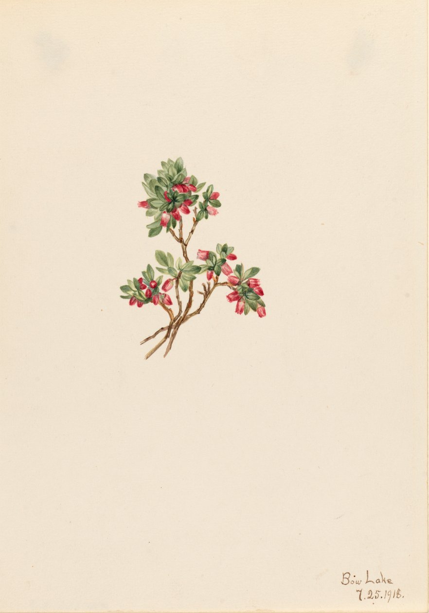 Low Whortleberry Vaccinium caespitosum, 1918. af Mary Vaux Walcott