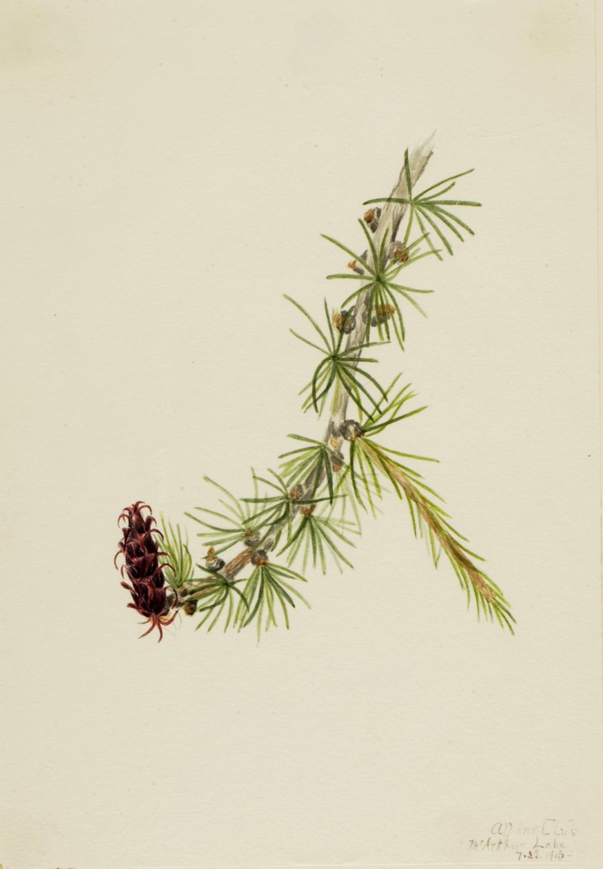 Lyall Lærk Larix lyallii, 1913. af Mary Vaux Walcott
