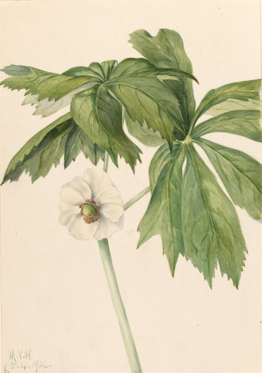 Majæble (Podphyllum paltatum) af Mary Vaux Walcott