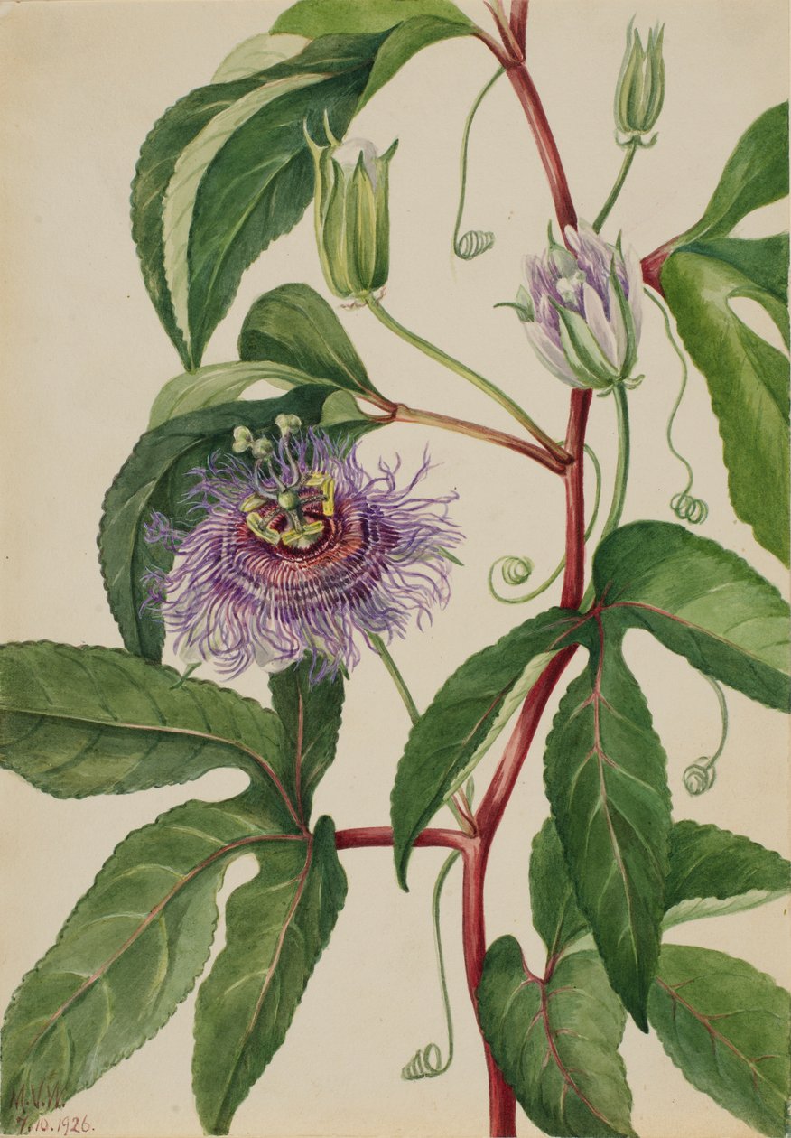 Majblomst (Passiflora incarnata) af Mary Vaux Walcott