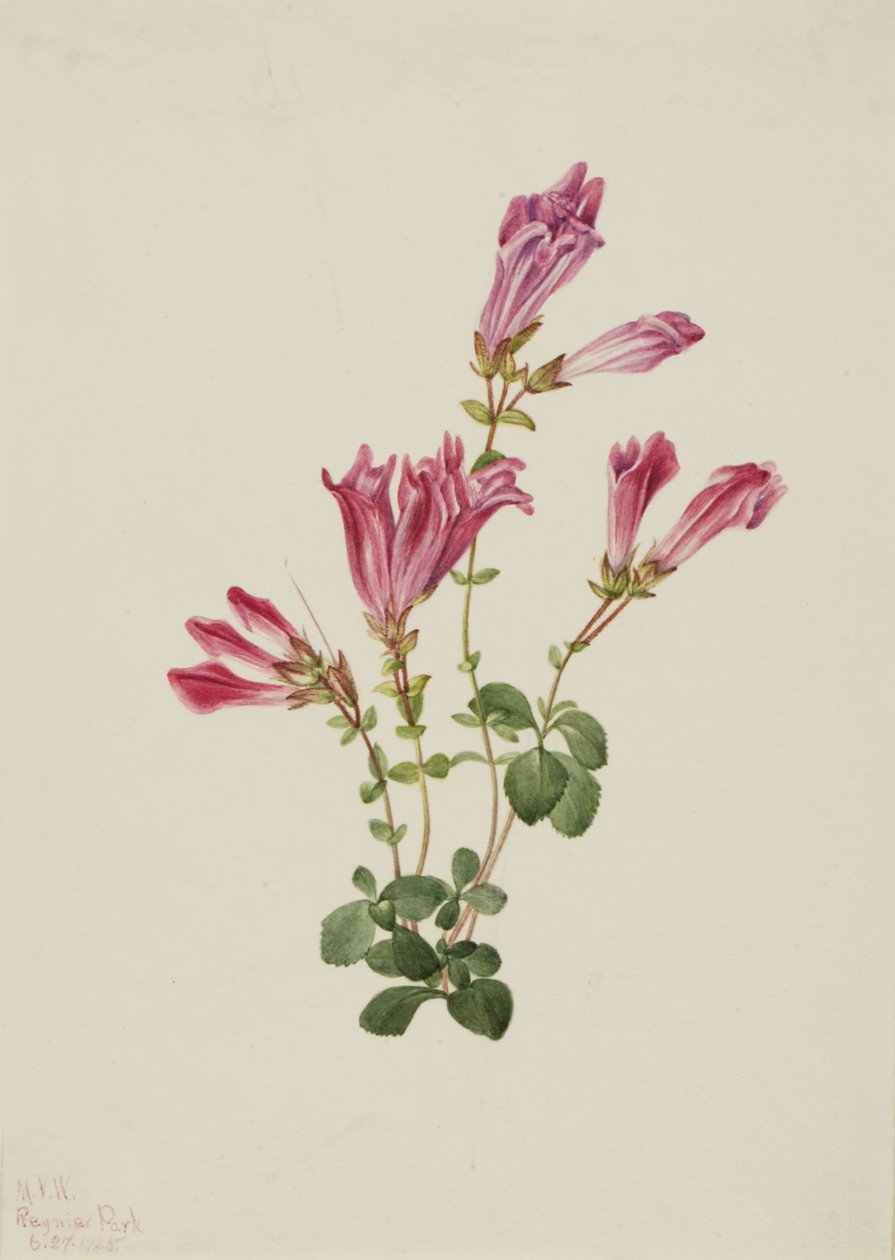 Menzies Penstemon Penstemon menziesii, 1925. af Mary Vaux Walcott