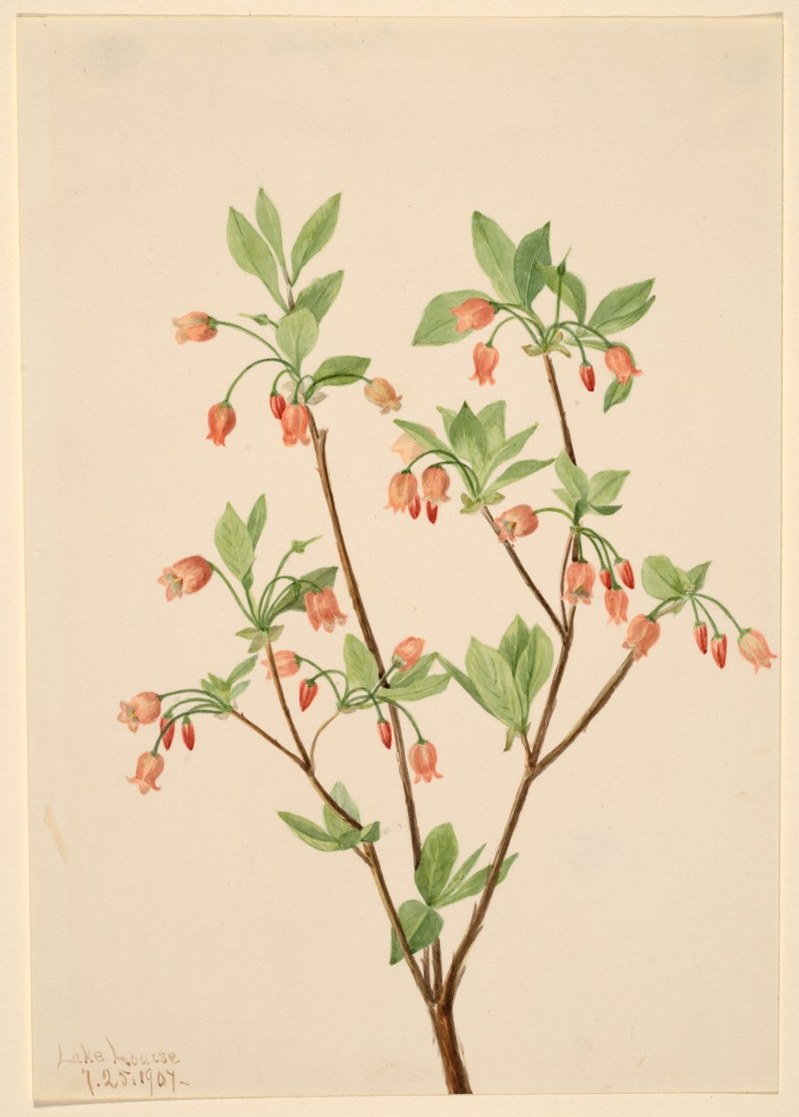 Menziesea Menziesea glabella, 1907. af Mary Vaux Walcott