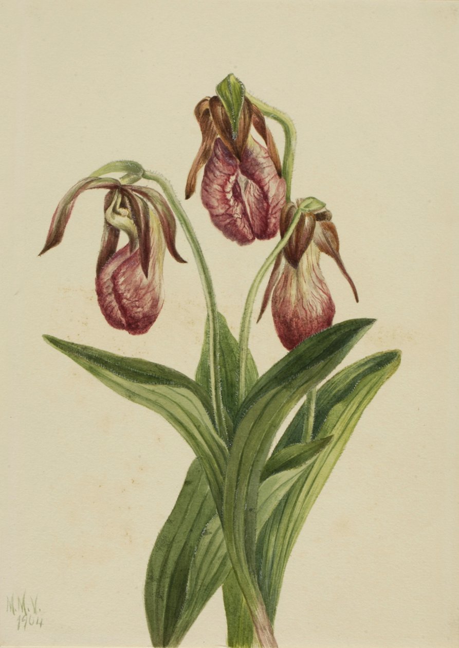 Moccasin Flower Cypripedium acaule, 1904. af Mary Vaux Walcott