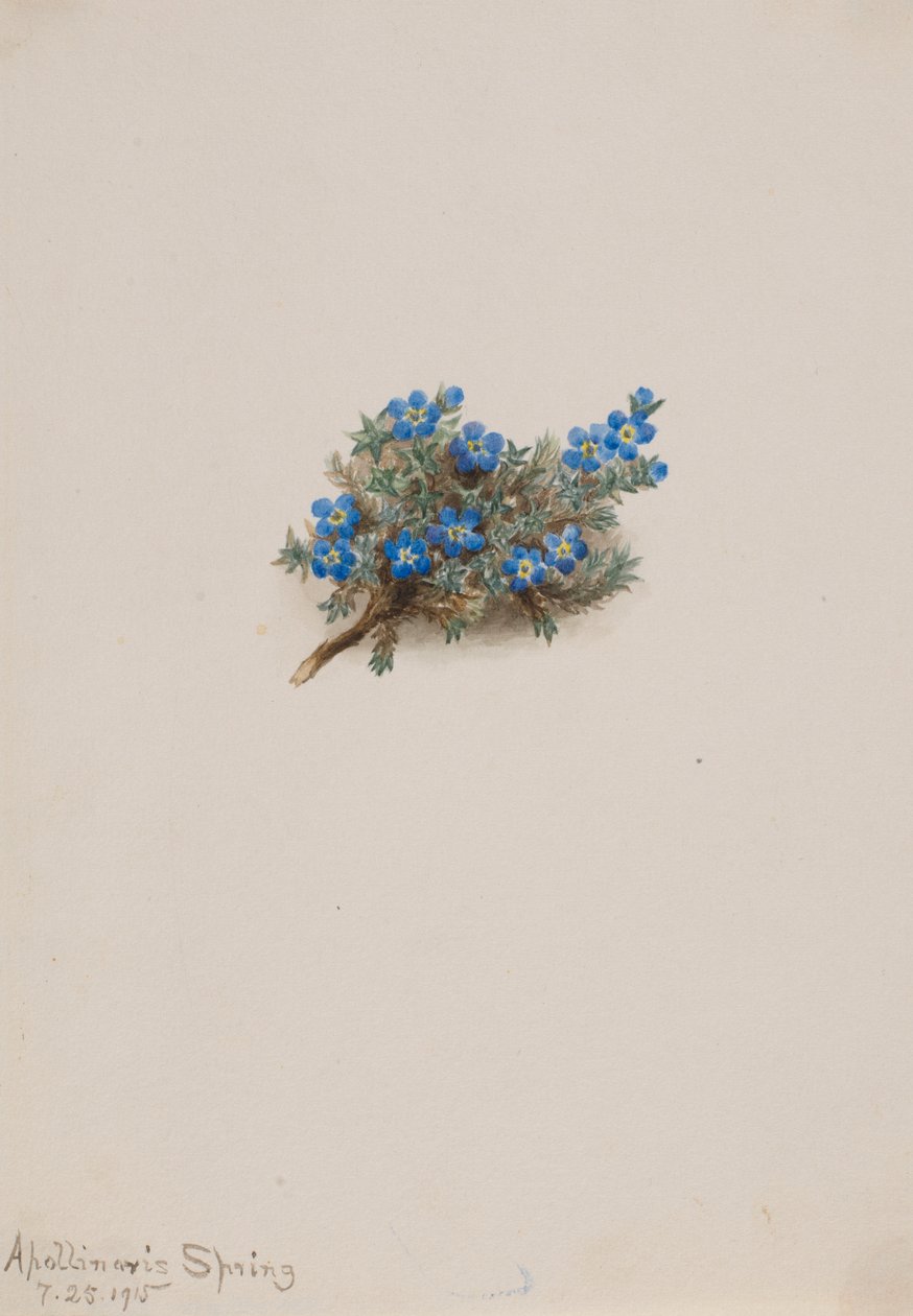Mos-forglemmigej (Eritichum elongatum) af Mary Vaux Walcott