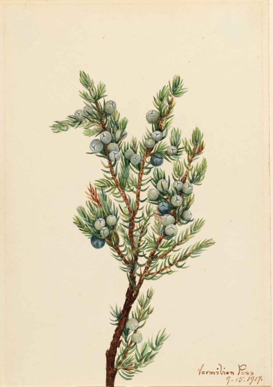 Bjerg Juniper Juniperus sibirica, 1917. af Mary Vaux Walcott