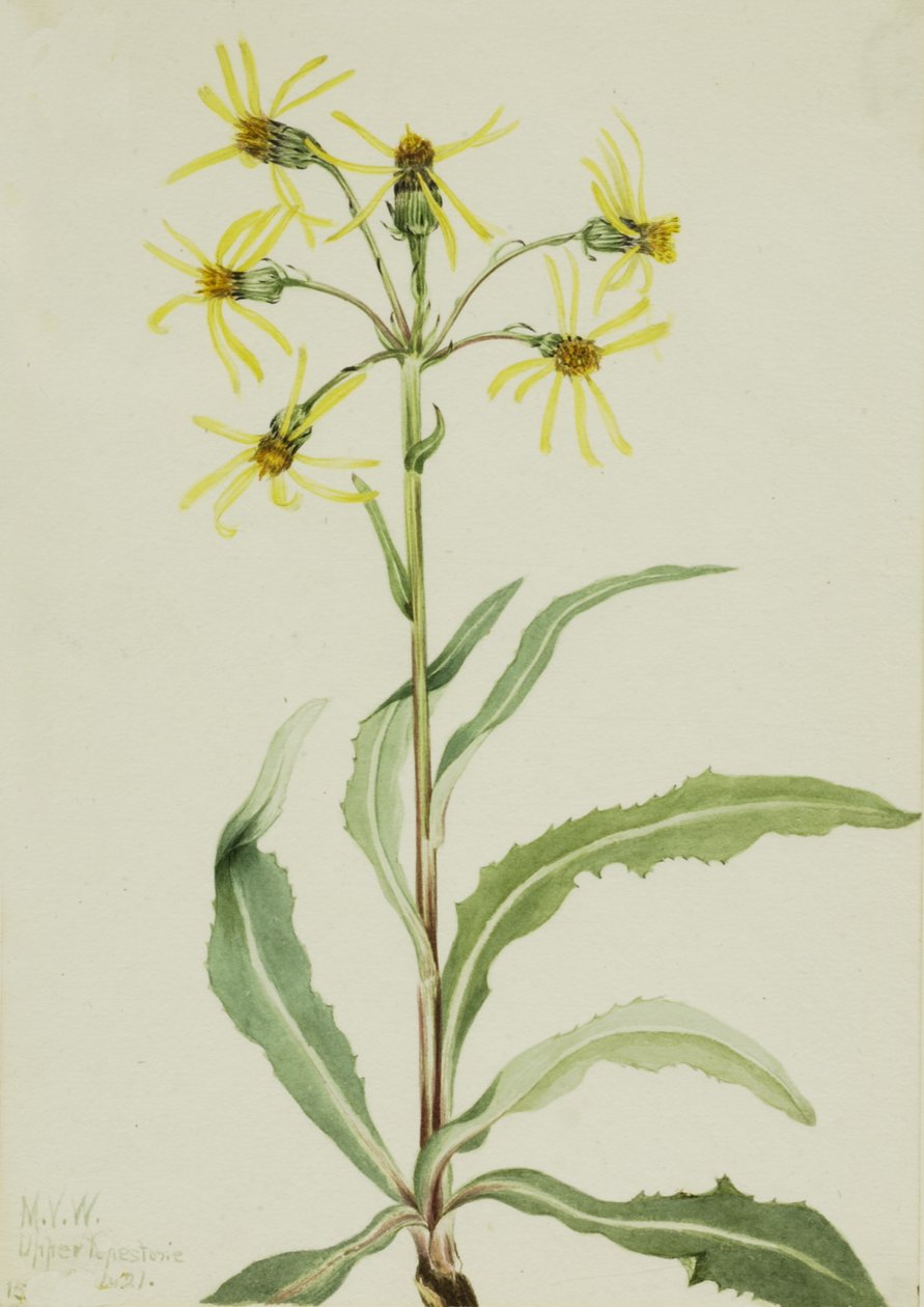 Mourning Groundsel Senecio lugens, 1921. af Mary Vaux Walcott