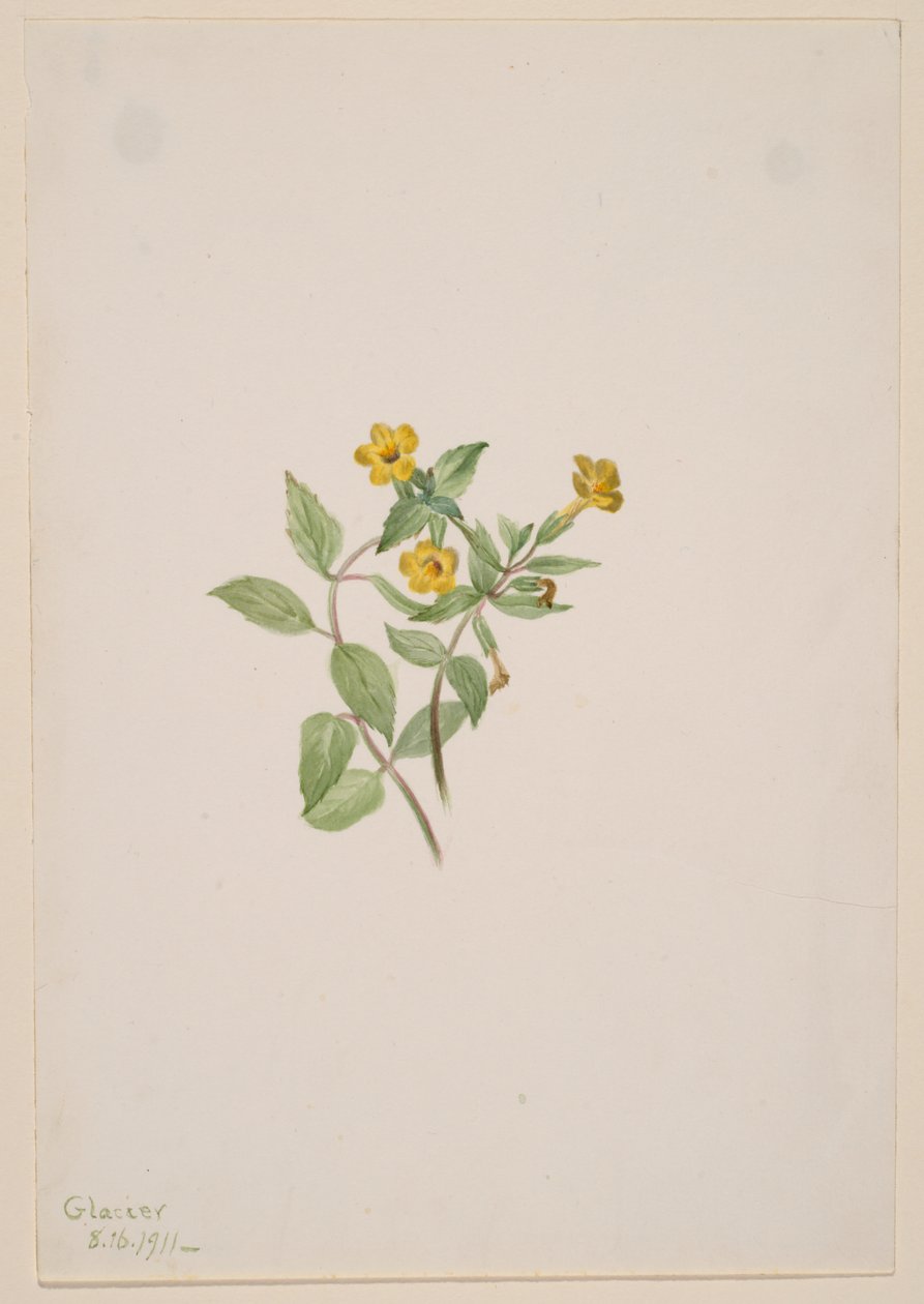 Moskusblomst (Mimulus moschatus) af Mary Vaux Walcott