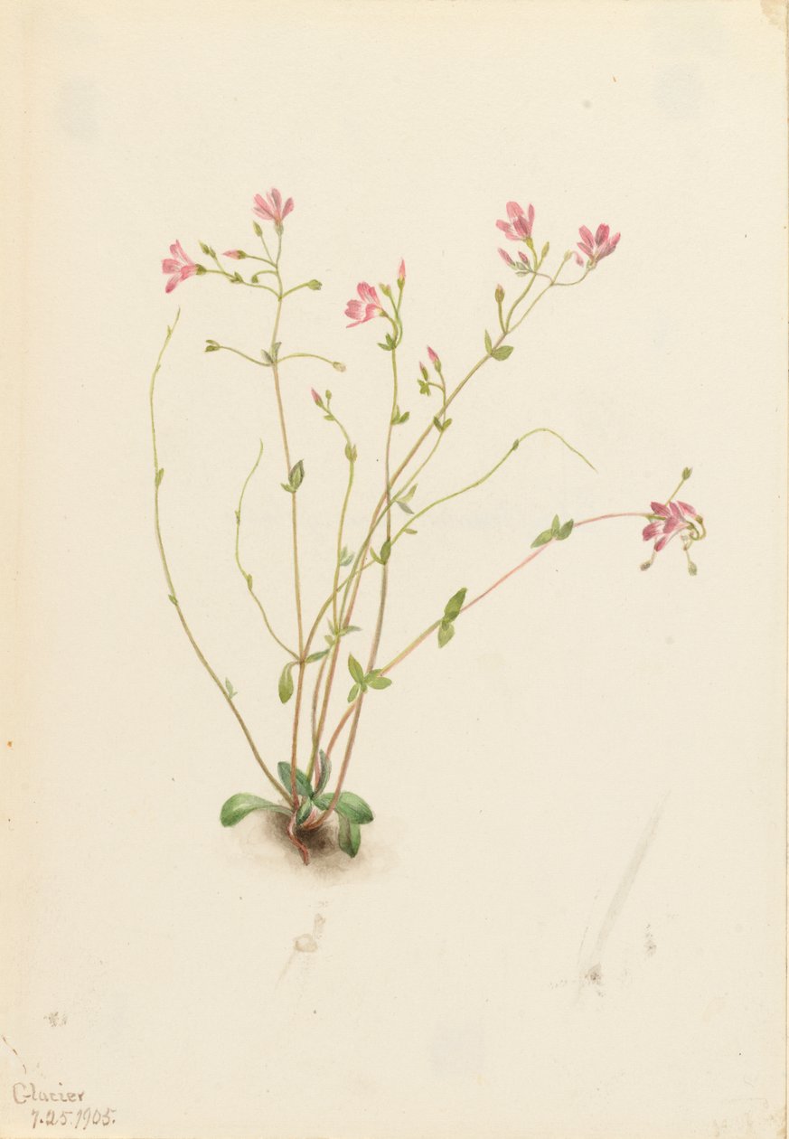 Naiad Spring Beauty Claytonia parvifolia, 1905. af Mary Vaux Walcott