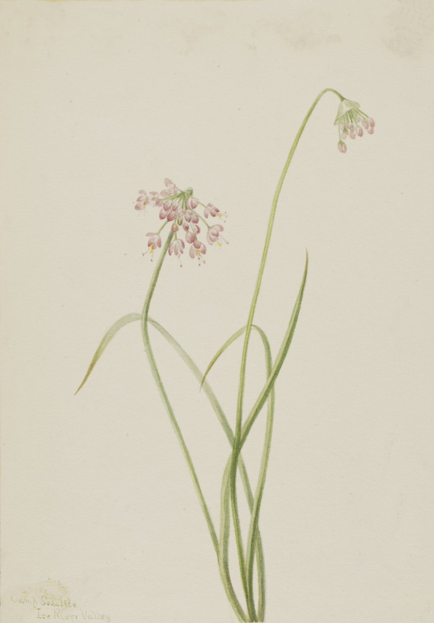 Nikkende løg Allium cernuum, 1901. af Mary Vaux Walcott