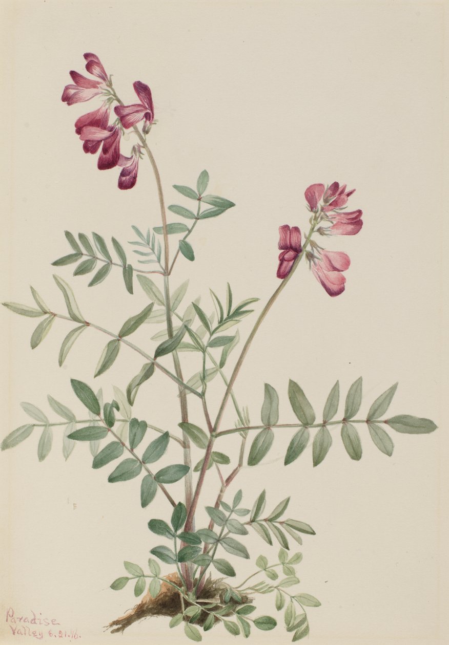 Nordlig hedysarum (Hedysarum boreale) af Mary Vaux Walcott