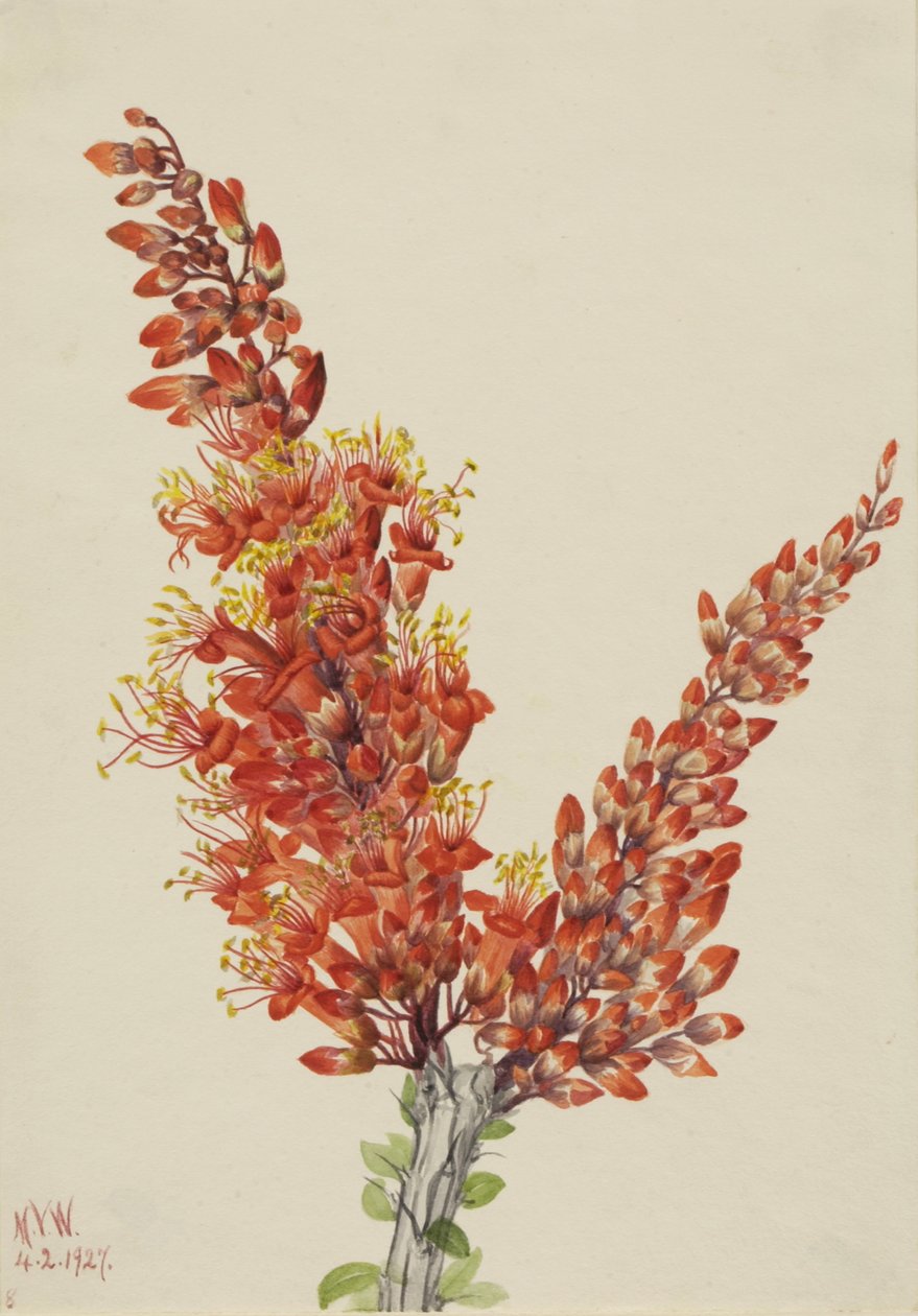 Ocotillo Fouquieria splendens, 1927. af Mary Vaux Walcott
