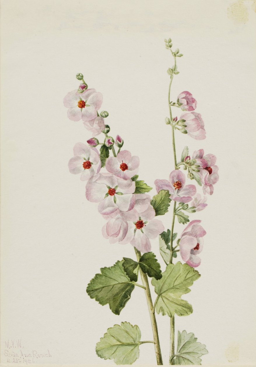 Orange-øjet globemallow (Sphaeralcea davidsonii) af Mary Vaux Walcott